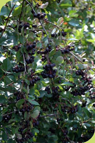 Aronia Fruchtbehang