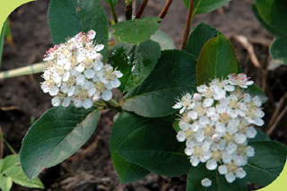 Aronia Blüte
