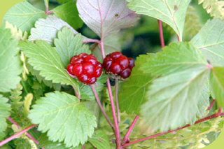 Allackerbeere
