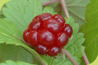 Allackerbeere