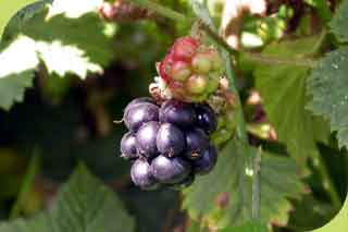 Boatsberry