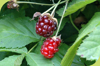 Boysenberry