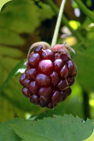 Boysenberry