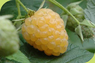 Fallgold