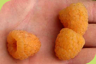 Fallgold