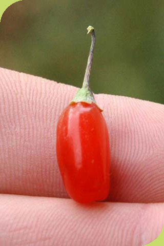 Gojibeere