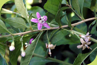 Gojibeere Blüte