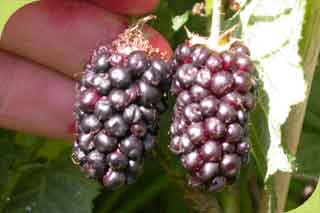 Karaka Black