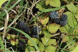 Kratzbeere