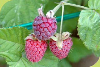 Loganberry