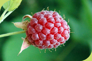 Loganberry
