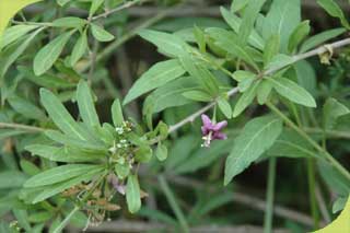 Lycium barbarum