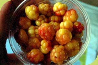 Moltebeere
