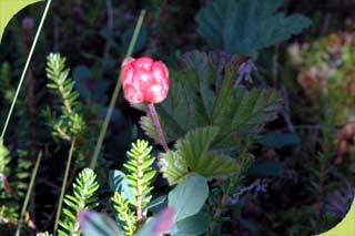 Moltebeere