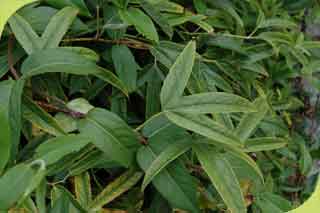 Rubus henryi