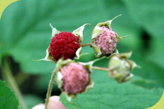 Rubus odoratus
