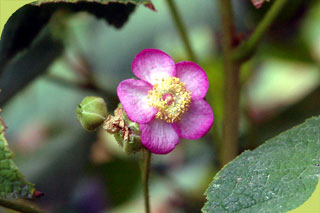 Rubus odoratus