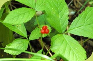 Rubus saxatilis