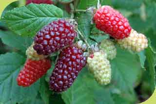Tayberry