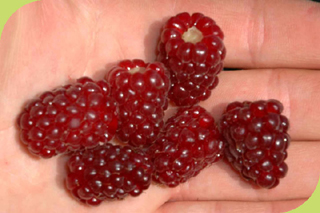 Tayberry